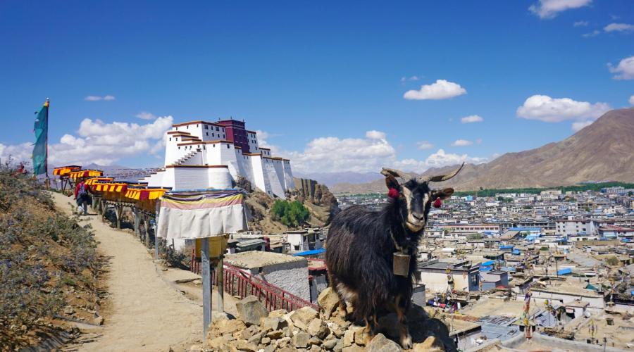 Blick auf Shigatse und seinen Dzong