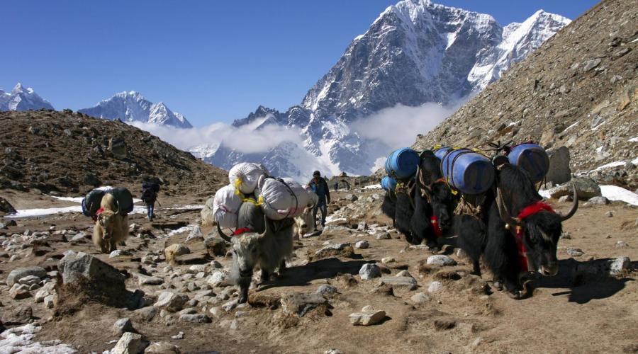 Yak-Karawane auf dem Weg ins Mount-Everest-Basislager
