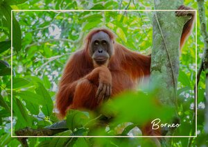 Länderinformationen Indonesien: Borneo