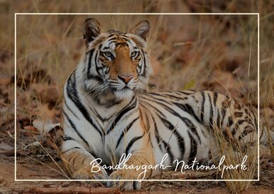 Postkarte Bandhavgarh-Nationalpark