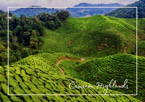 Länderinformationen Malaysia: Cameron Highlands