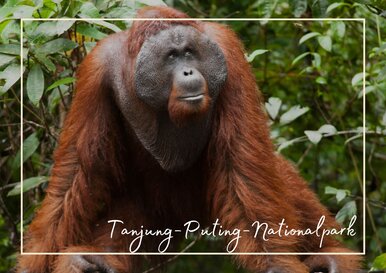 Postkarte Tanjung-Puting-Nationalpark