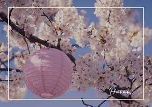 Länderinformationen Japan: Hanami