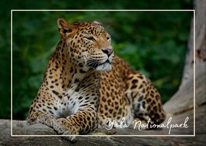 Länderinformationen Sri Lanka: Yala Nationalpark