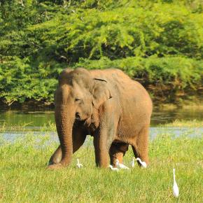 Sri Lanka for family