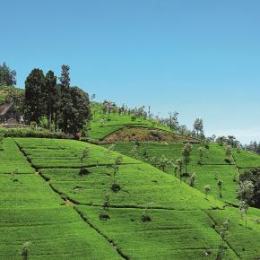 Sri Lanka: Höhepunkte mit Ostküste