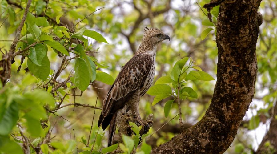 Adlerl im Chitwan-Nationalpark