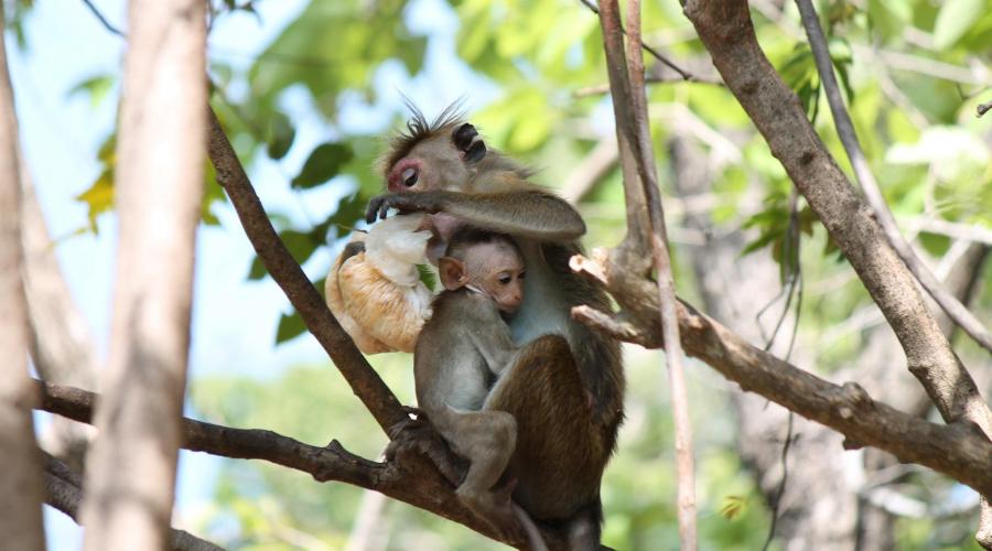 Affe mit Baby in Sri Lanka