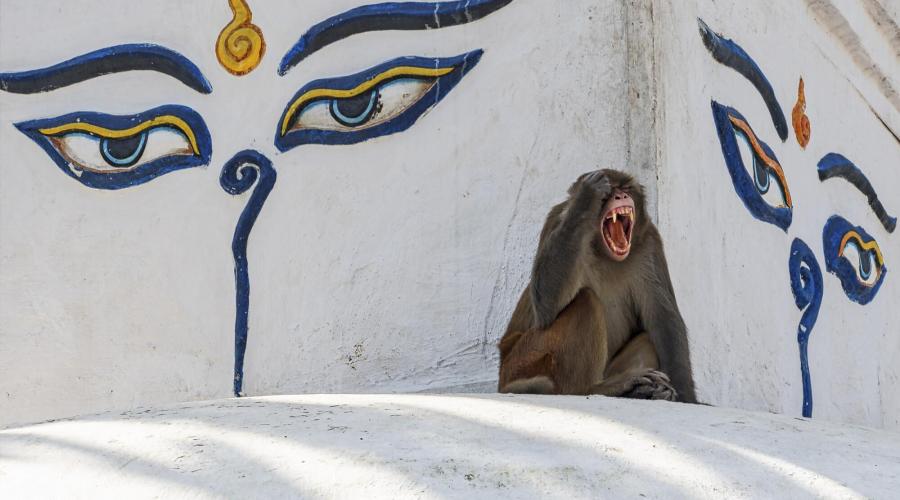 Affe vor Buddha-Außendekoration in Nepal