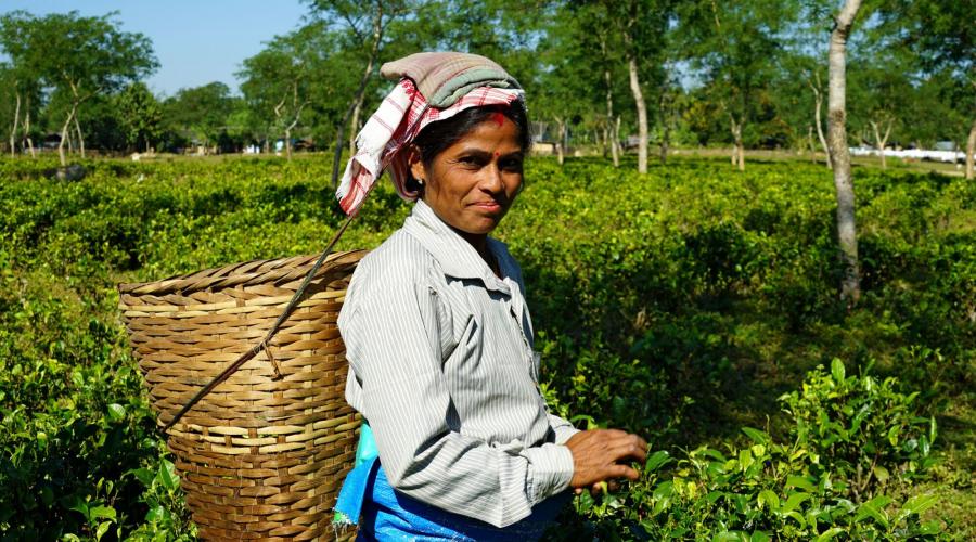 Auf der Teeplantage in Assam – die freundlichen Teeplückerinnen lassen sich über die Schulter schauen