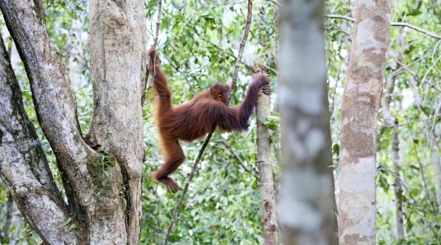 Ein Orang-Utan schwingt von Baum zu Baum