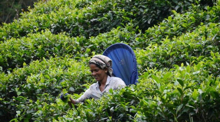 Eines der vielen Sinnbilder Sri Lankas: Teepflückerinnen bei ihrer handverlesen(d)en Arbeit 