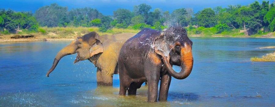 Elefant in Nepal