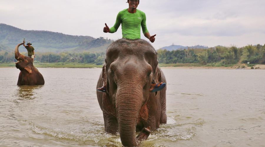 Elefanten beim Baden im Mekong