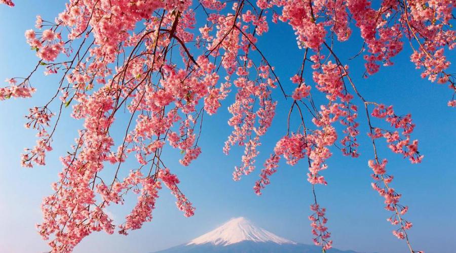 Fuji in der Kirschblüte - Sato Hitoshi