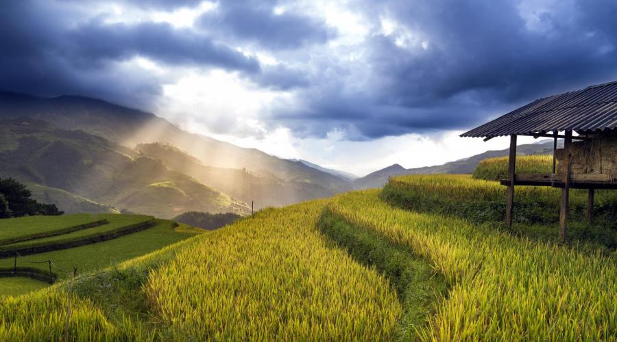 Goldene Reisfelder in Vietnam