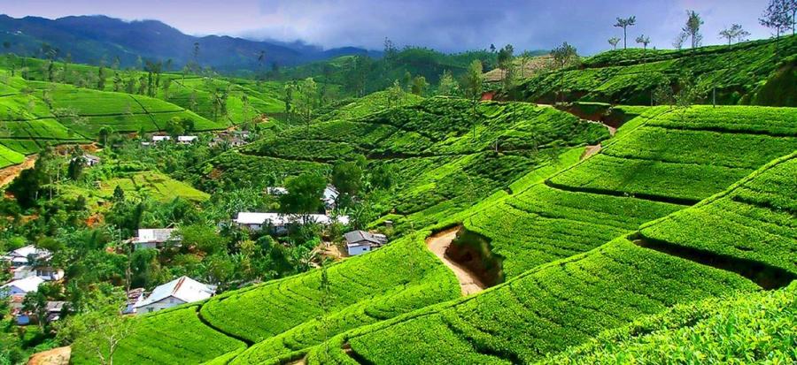 Grüne Hügelkette der Teeplantage