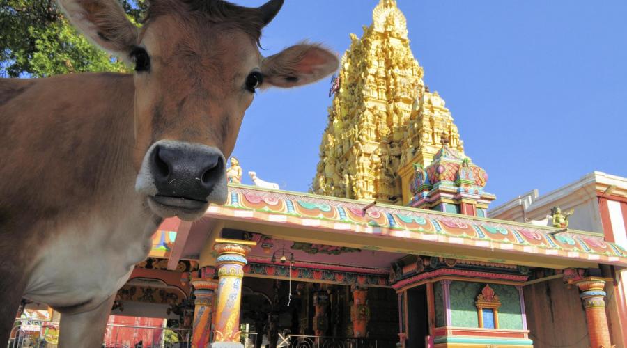 Heilige Kuh vor einem Hindu Tempel in Jaffna