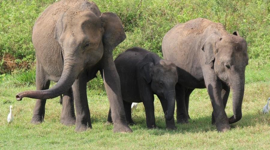 Im Udawalawe-Nationalpark beobachten wir Elefanten aus unmittelbarer Nähe 