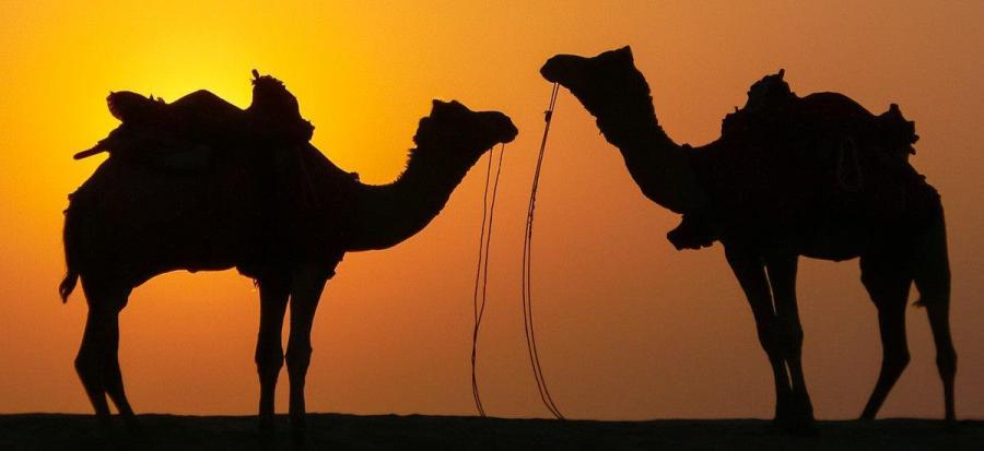 Kamele im Sonnenuntergang