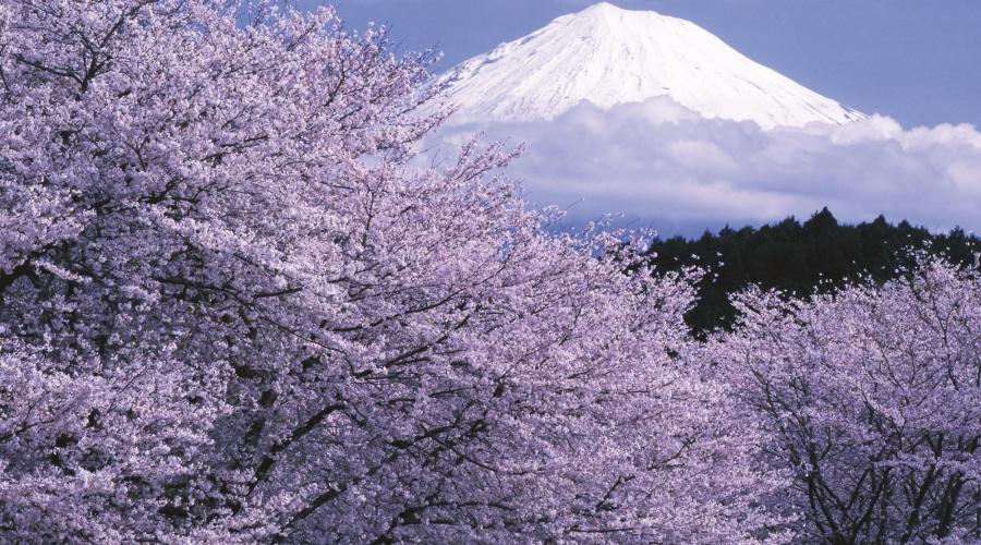 Kirschblüte am Fuß des Fuji