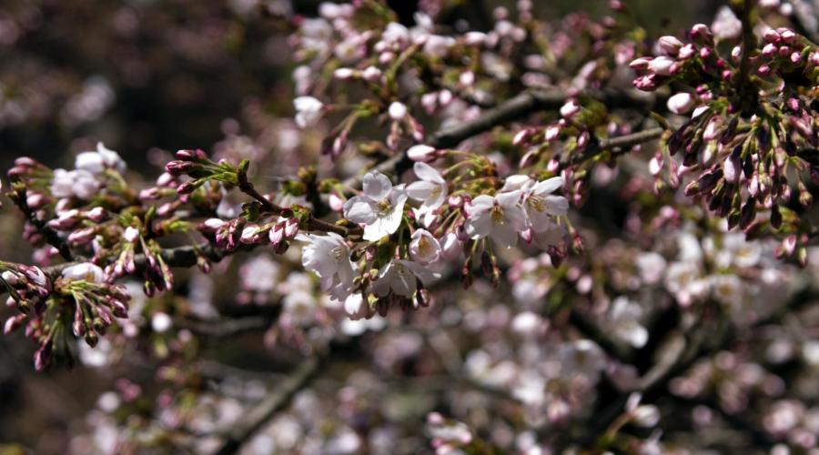 Kirschblüte im Solu Khumbu