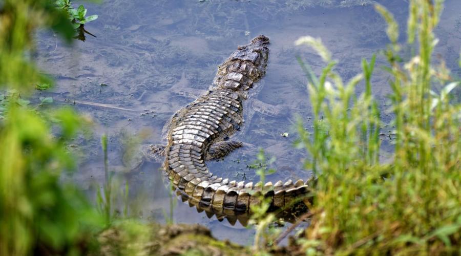 Krokodil im Chitwan-Nationalpark