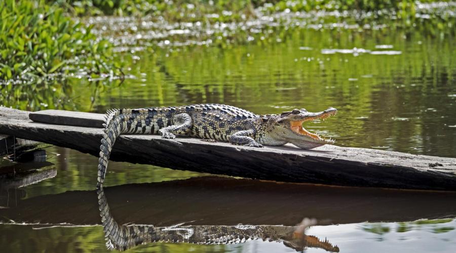 Krokodil im Nam Cat Tien Nationalpark