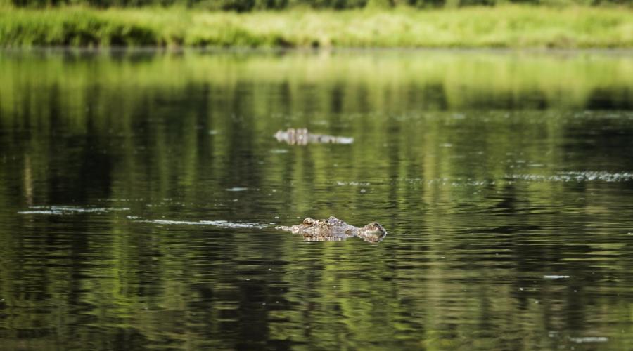 Krokodilsee im Nam Cat Tien Nationalpark