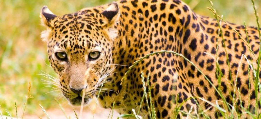 Leopard im Yala Nationalpark 