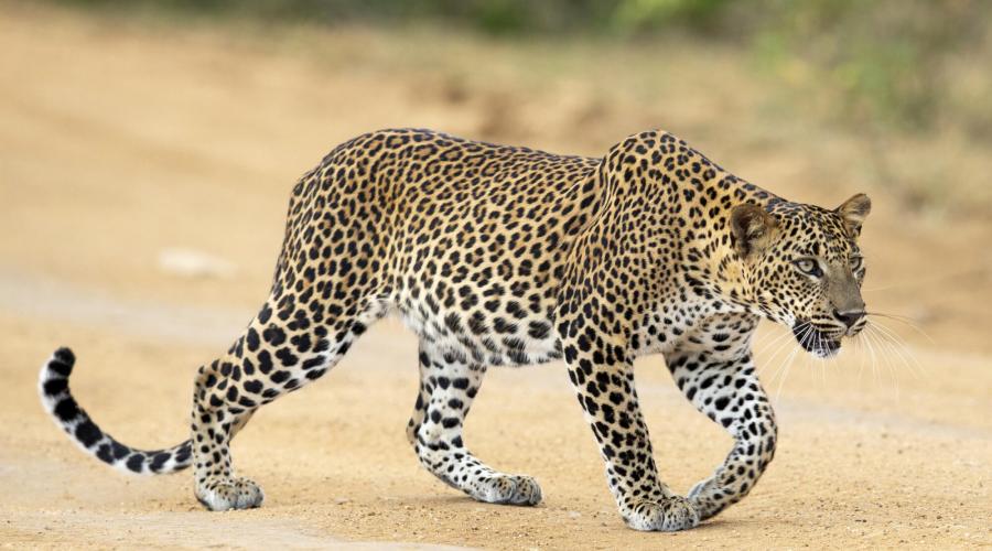 Leopard im Yala-Nationalpark