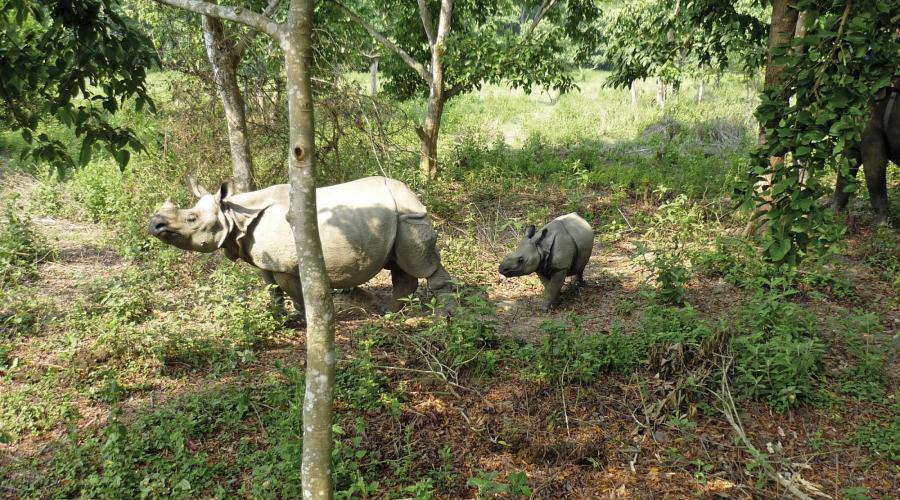 Nashörner im Chitwan-Nationalpark