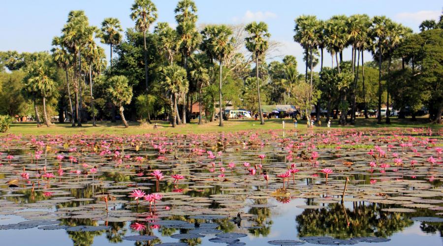 Seerosenblüte in einem Wasserspeicher in Angkor