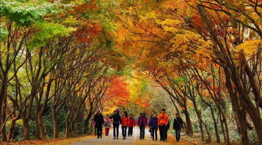 Südkorea Gyeongju Park Herbstlaub