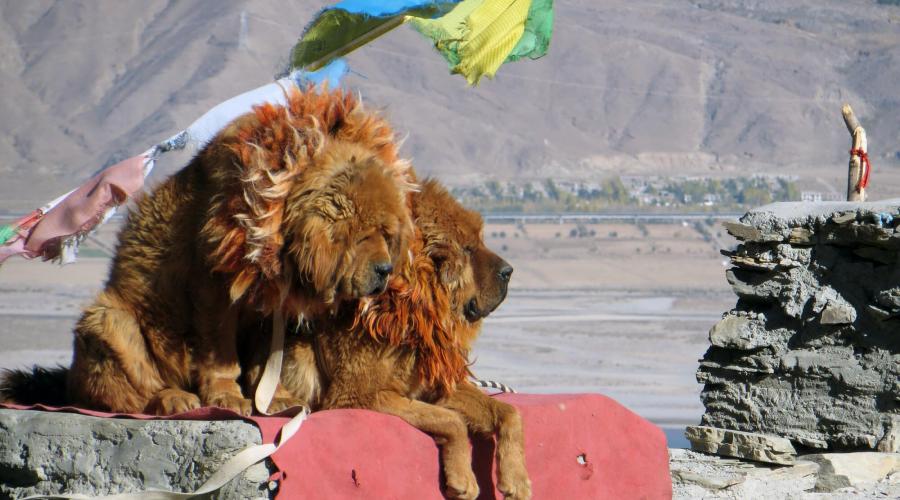 Tibethunde am Yamdrok-See