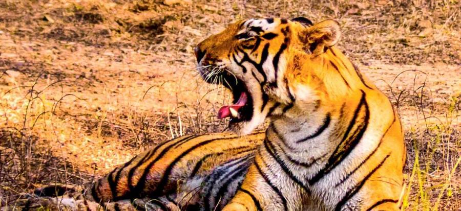 Tiger im Ranthambore-Nationalpark