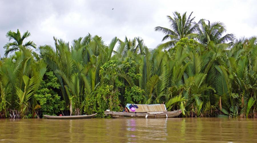 Uferstreifen im Mekongdelta mit Wasserkokosnusspalmen
