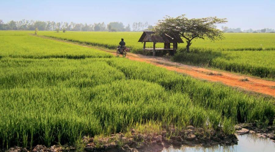 Unsere Radtour führt uns an Reisfeldern vorbei auf dem Weg von Chiang Mai nach Lampang - Raphaela Fritsch