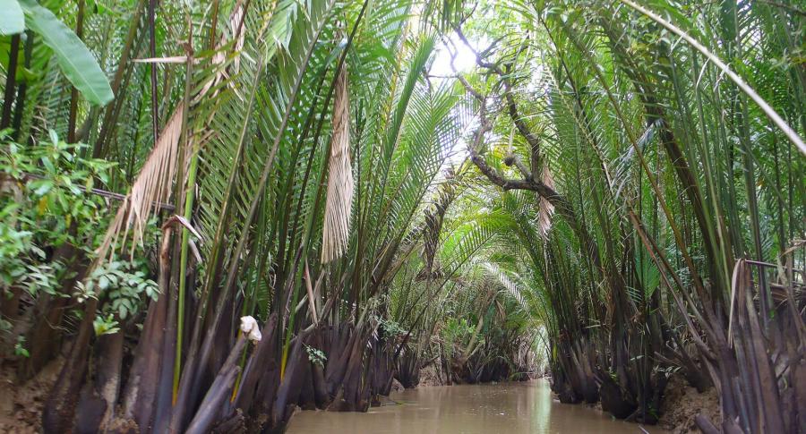 Wasserkokosnuss gesäumte Kanäle im Mekongdelta