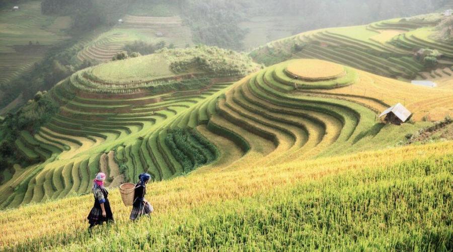 Wiese/Hügel in Vietnam