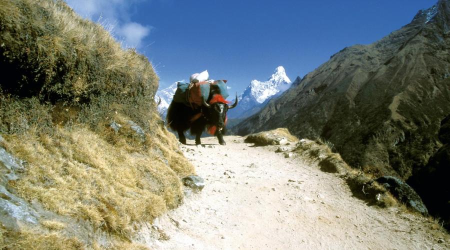 Yak im Everest-Gebiet mit Ama Dablam im Hintergrund