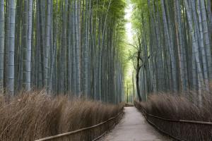 Arashiyama Wald in Kyoto